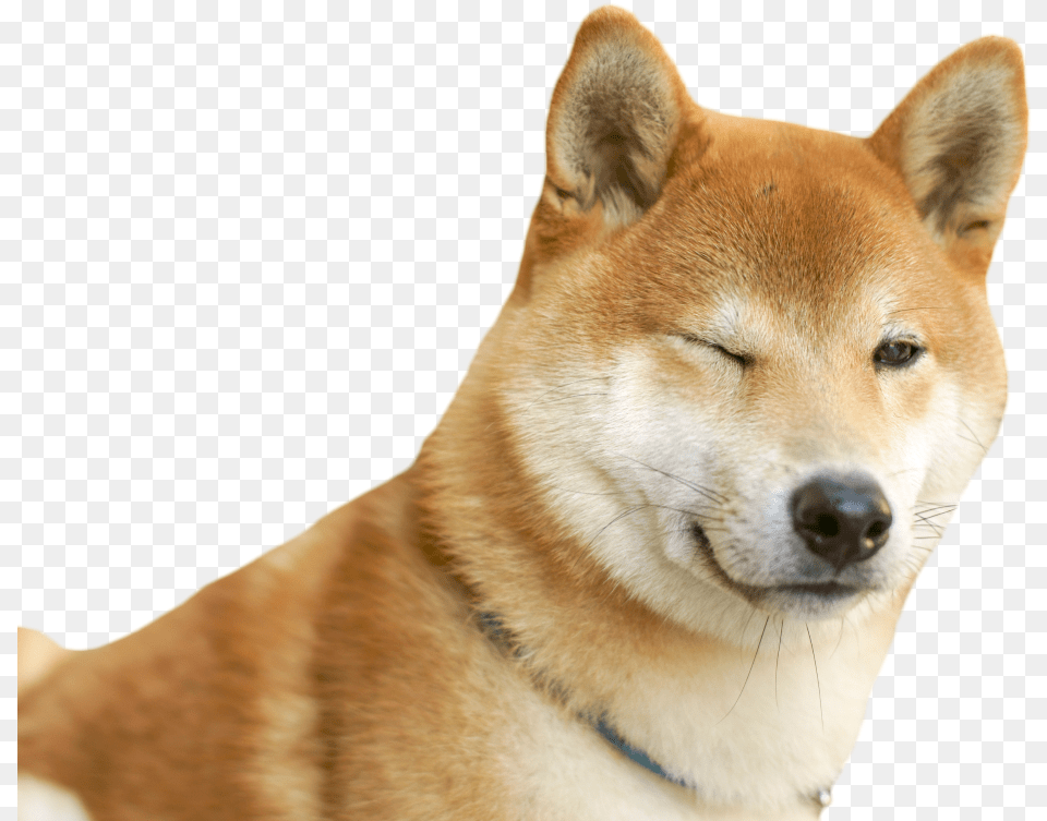 Doggo Doggo, Animal, Canine, Dog, Husky Png