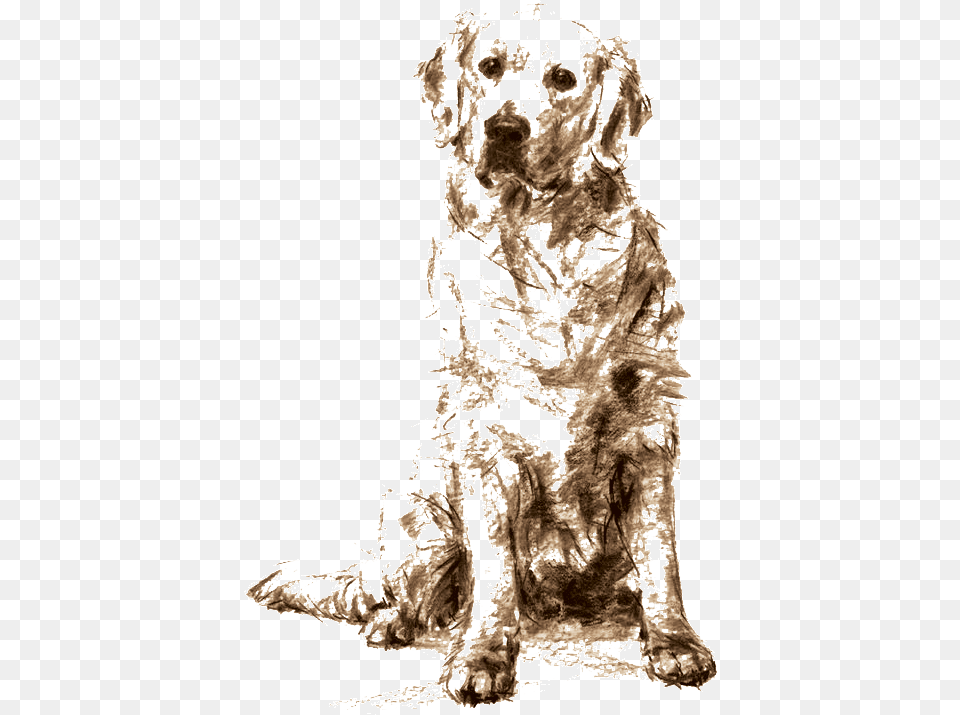 Doggo Golden Retriever Sitting Drawing, Adult, Wedding, Person, Woman Png Image