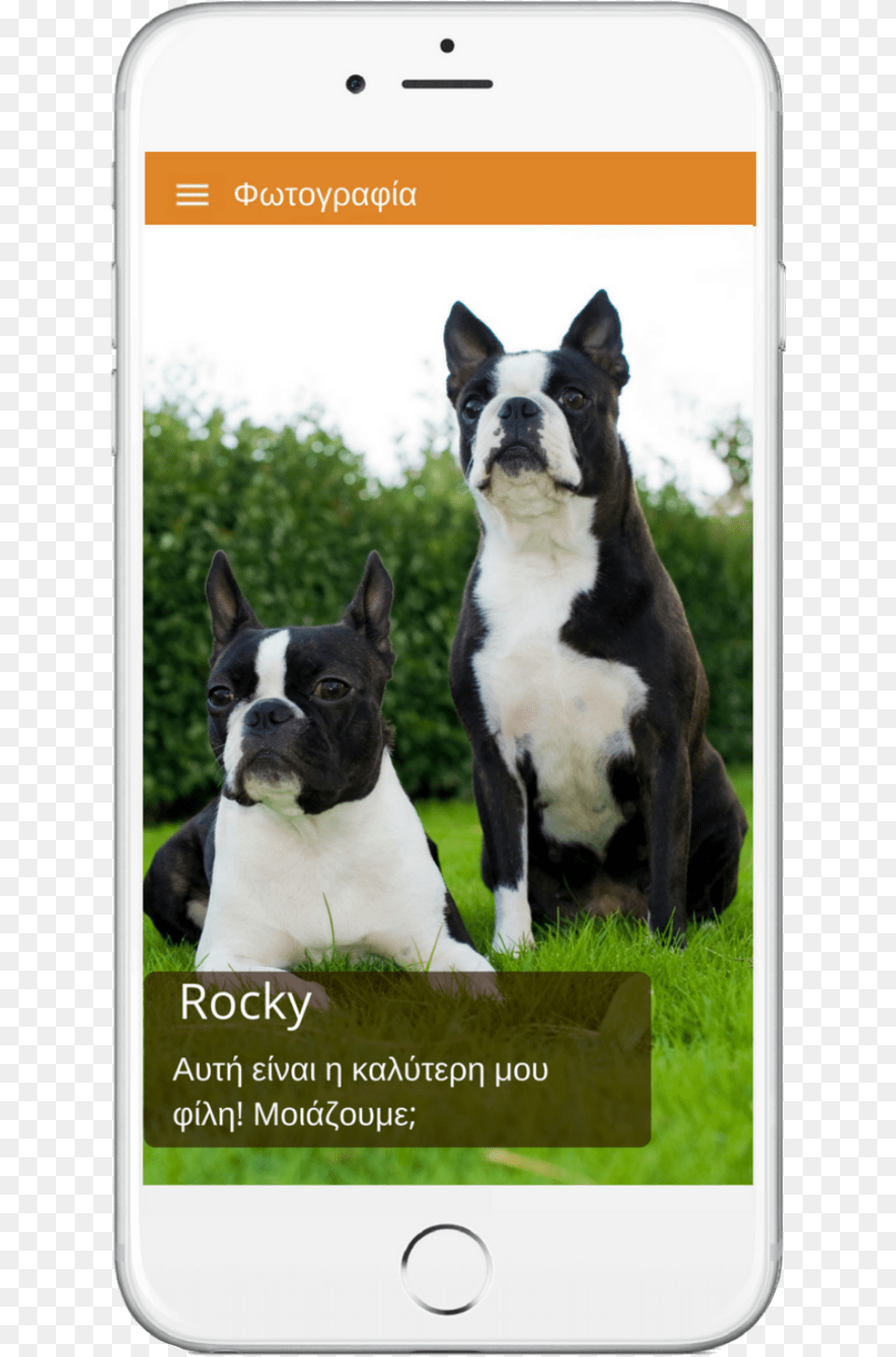 Doggo News Is A Mini Digital Quotnewspaperquot For Dogs Boston Terrier Petit Gabarit, Animal, Canine, Dog, Mammal Free Png Download