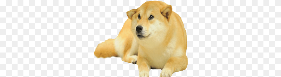 Doggo Roblox, Animal, Canine, Dog, Husky Free Png Download