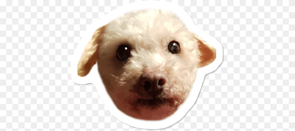 Doggo Sticker By Theentitylefthand Design Humans Companion Dog, Animal, Canine, Mammal, Pet Free Transparent Png