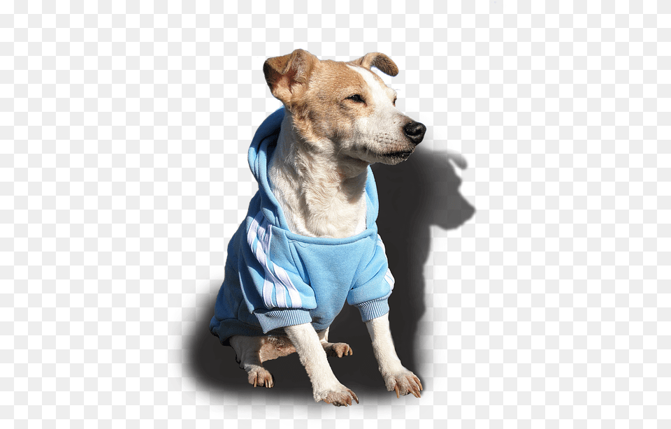 Doggy Dog Jack Russell Terrier Pet Cute Sweet Jack Russell Terrier, White Dog, Animal, Canine, Mammal Free Transparent Png