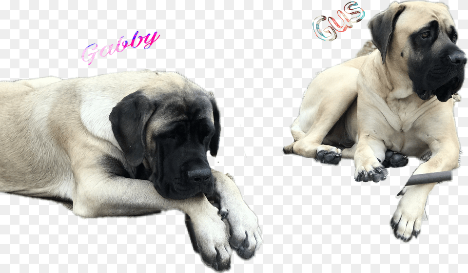 Doggy Gus English Mastiff, Animal, Canine, Dog, Mammal Free Transparent Png