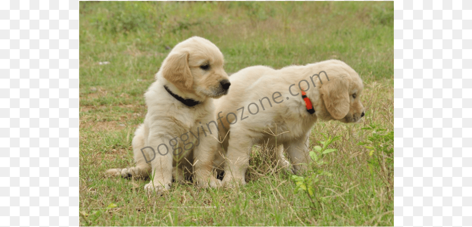 Doggy Info Zone Golden Retriever Puppy Dog Catches Something, Animal, Canine, Golden Retriever, Mammal Free Png