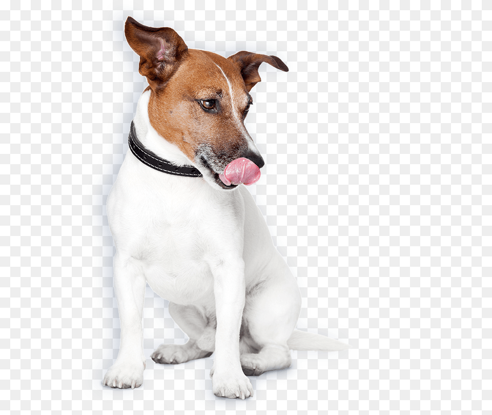 Dogmeat, Accessories, Strap, Pet, Mammal Png Image