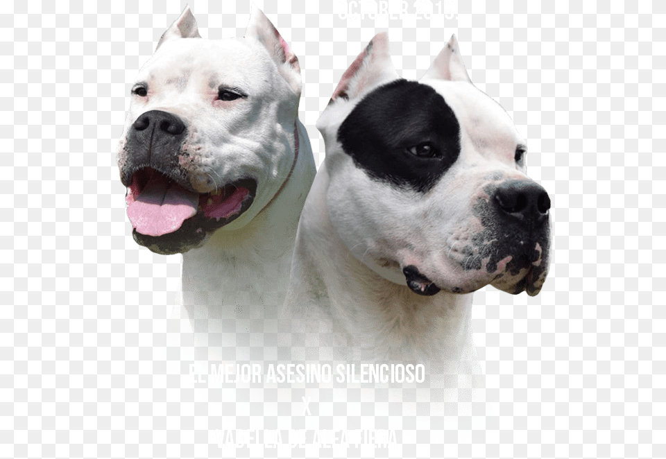 Dogo Argentino, Animal, Bulldog, Canine, Dog Png Image