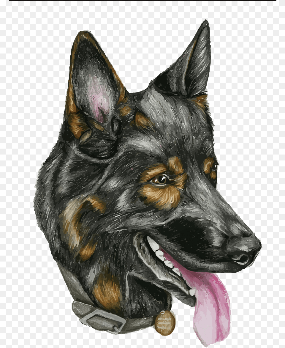 Dogs, Animal, Canine, Dog, German Shepherd Free Transparent Png