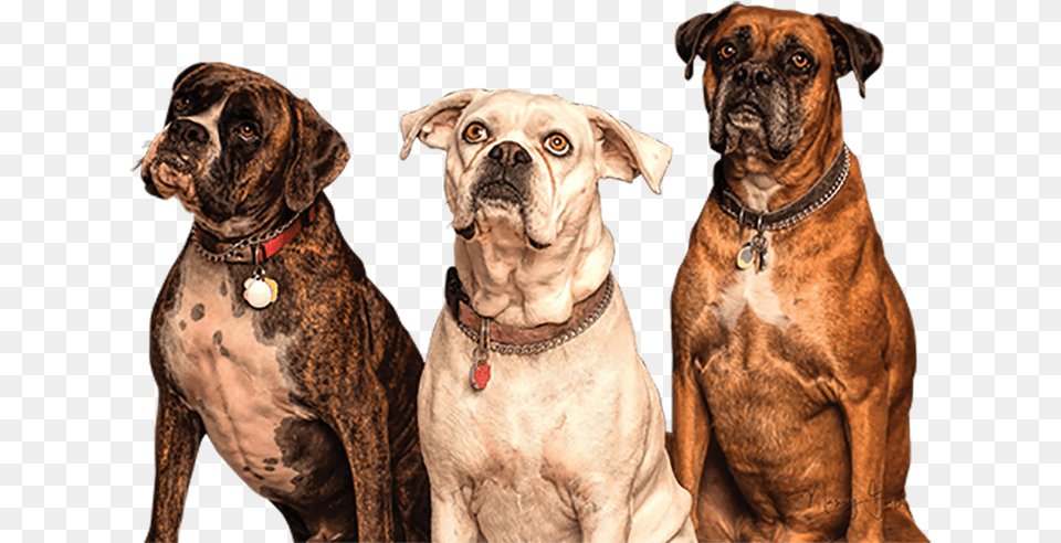 Dogs, Animal, Boxer, Bulldog, Canine Free Transparent Png