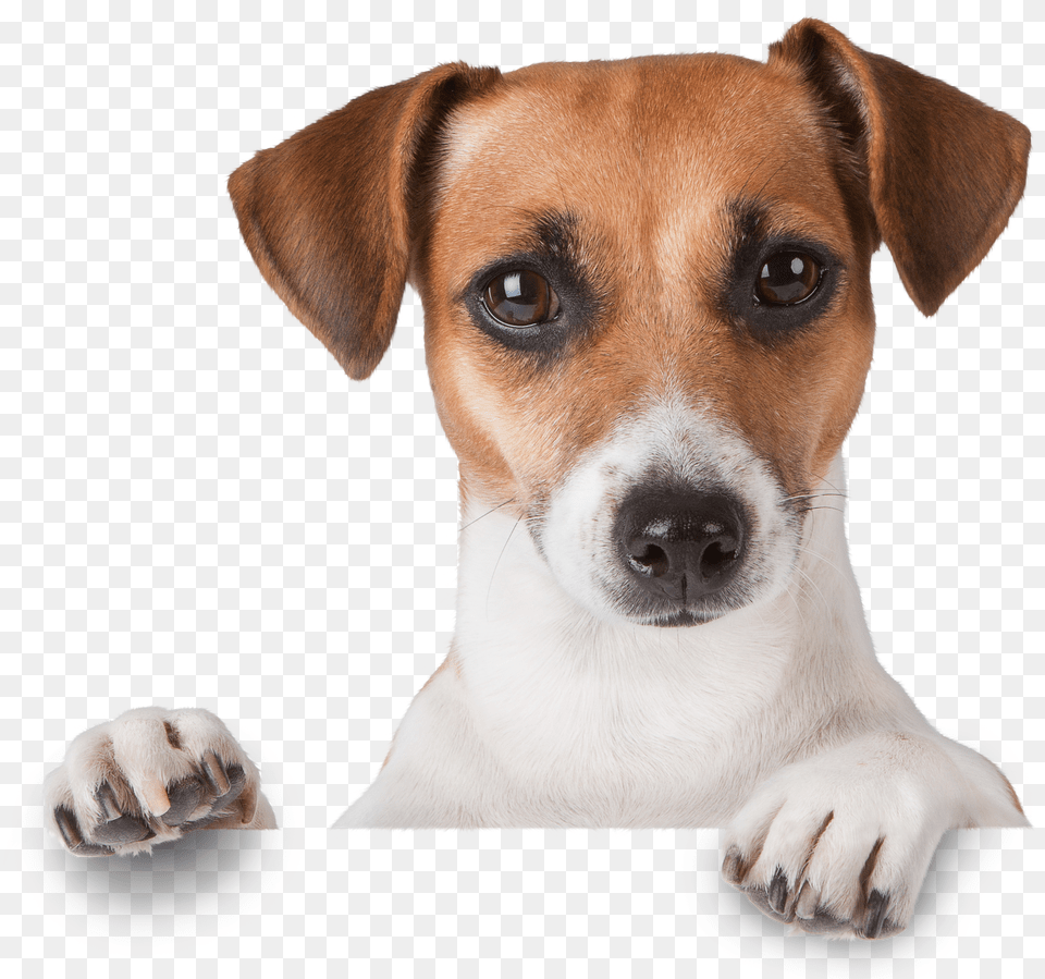 Dogs Png Image