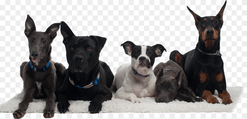 Dogs Free Png Download