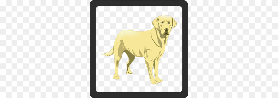 Dogs Animal, Canine, Dog, Labrador Retriever Png