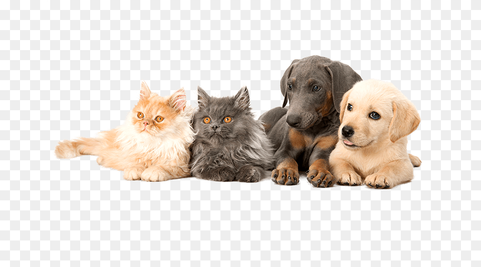 Dogs Amp Cats Labrador Retriever, Animal, Canine, Dog, Mammal Png