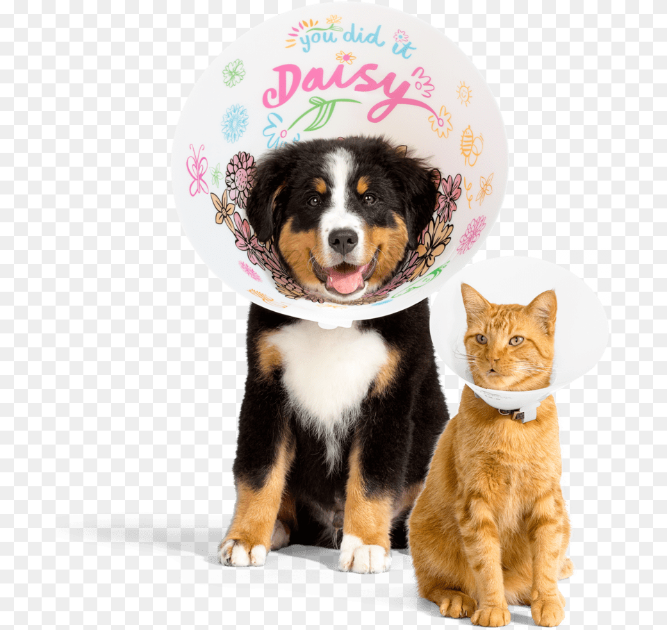 Dogs And Cats, Animal, Cat, Mammal, Manx Png Image