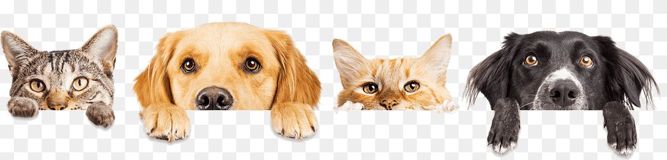 Dogs And Cats, Animal, Canine, Dog, Mammal Free Png Download