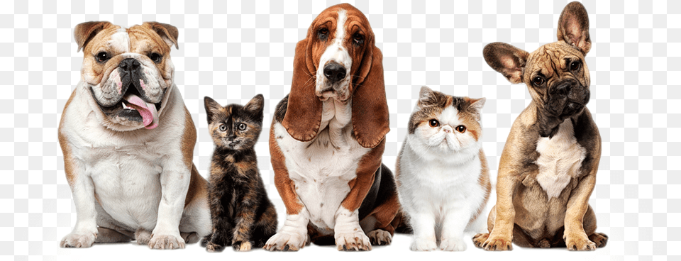 Dogs And Cats Pets, Animal, Canine, Dog, Mammal Free Png