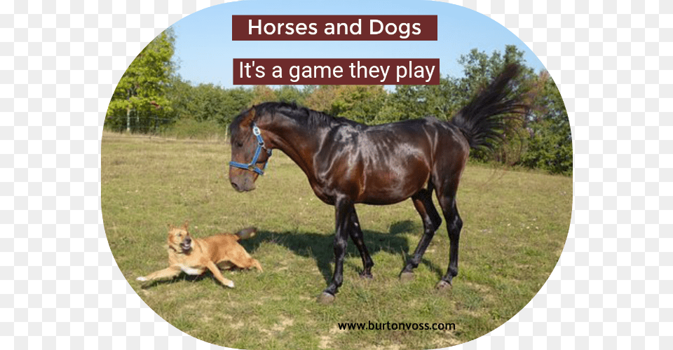 Dogs And Horses Horseback Dog, Animal, Canine, Mammal, Pet Free Png