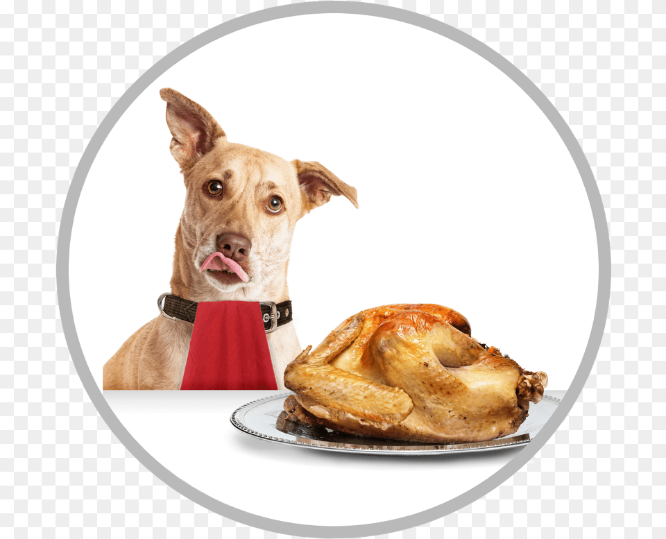 Dogs And Turkey, Food, Meal, Pet, Mammal Png