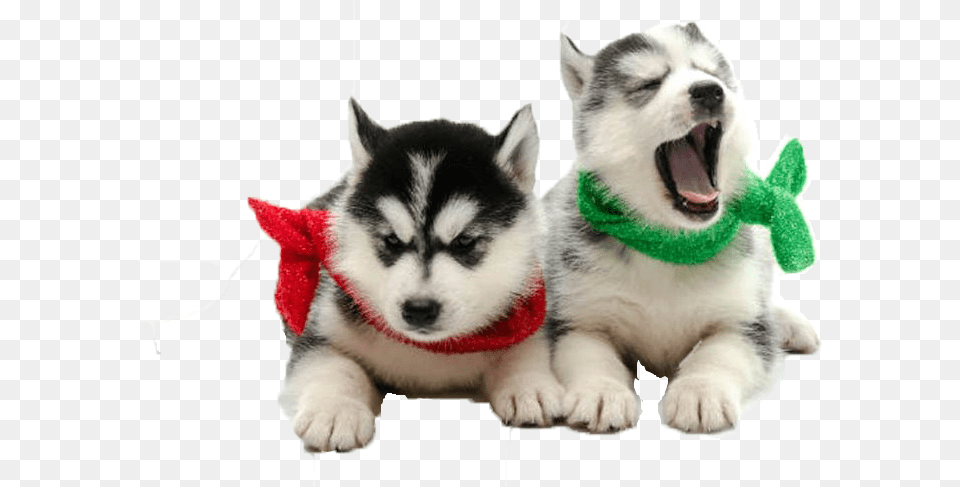 Dogs Background Dog, Animal, Canine, Husky, Mammal Free Png Download