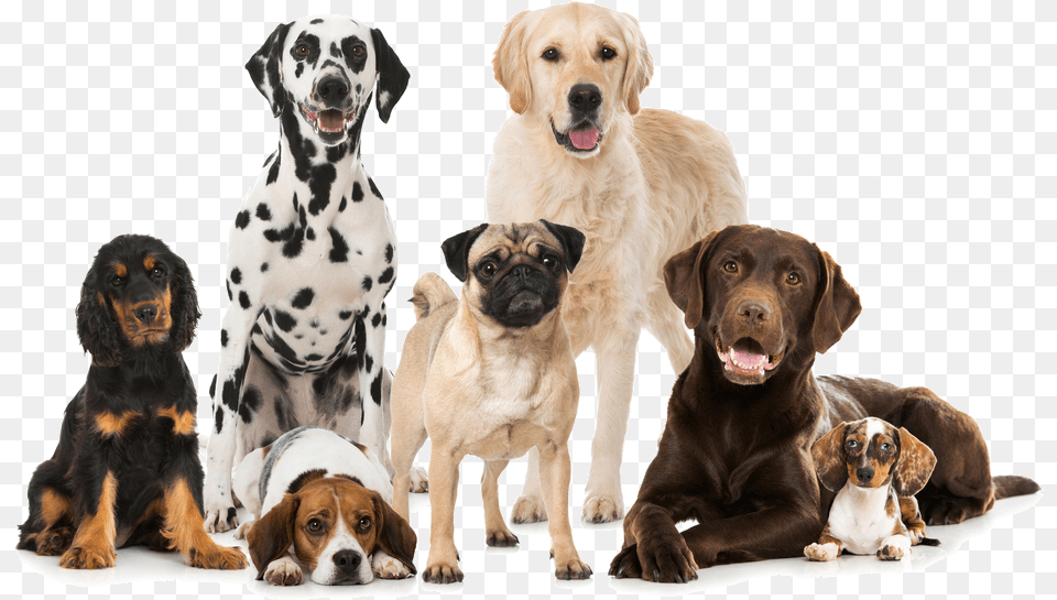 Dogs Best Dog Breeds, Animal, Canine, Mammal, Pet Free Png