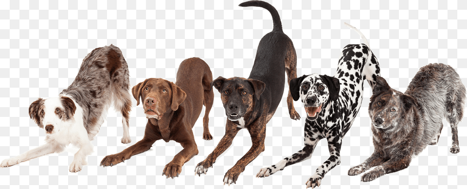 Dogs Bowing Down, Animal, Canine, Dog, Mammal Png
