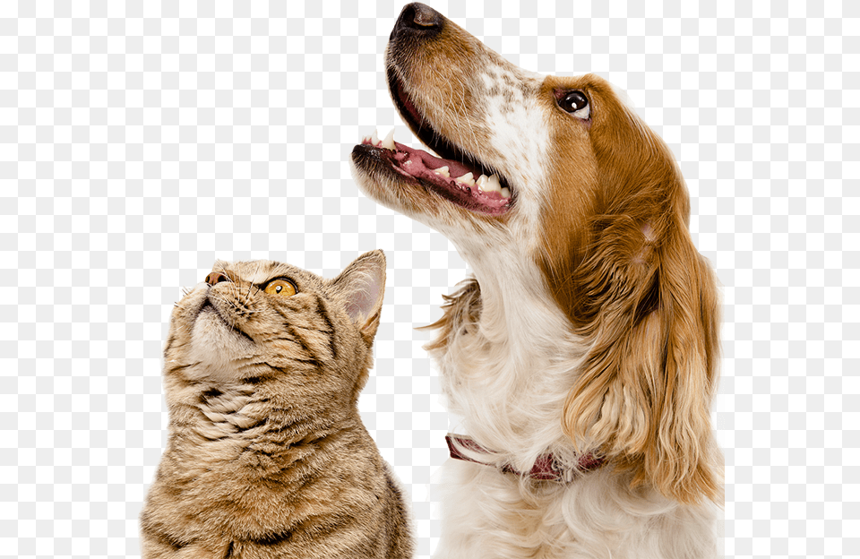 Dogs Cat And Dog Hd, Animal, Canine, Mammal, Pet Free Png Download