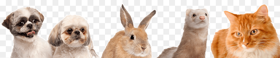 Dogs Cats Bunnies And Ferrets, Animal, Canine, Dog, Mammal Png
