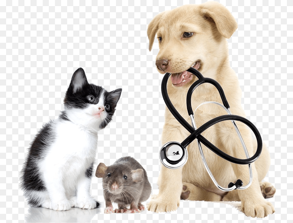 Dogs Cats Medical Dog And Cat, Animal, Rodent, Rat, Pet Free Transparent Png