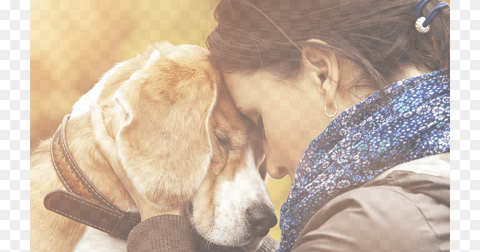 Dogs Dog And Woman Relationship, Pet, Person, Mammal, Hound Free Png Download