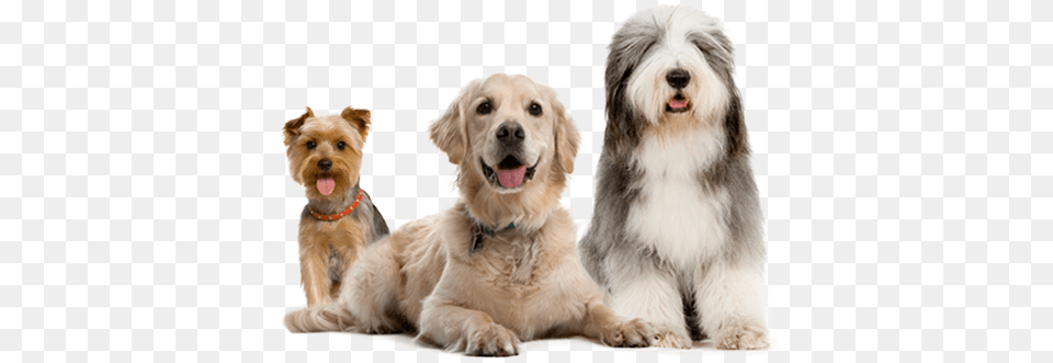 Dogs Dog Training Collar K9 Ii, Animal, Canine, Mammal, Pet Free Transparent Png