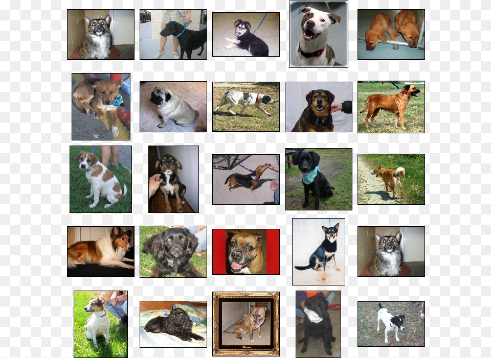 Dogs Bull And Terrier, Collage, Art, Mammal, Dog Free Png Download