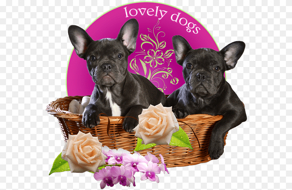 Dogs French Bulldog Bulldog Basket Isolated Bulldog Francese, Animal, Pet, Mammal, French Bulldog Free Transparent Png