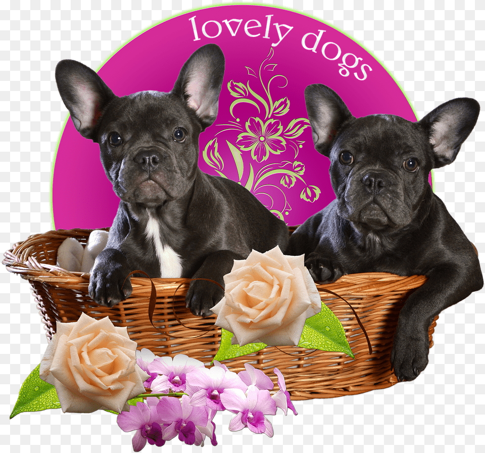 Dogs French Bulldog Bulldog Basket Isolated French Bulldog, Animal, Pet, Mammal, French Bulldog Free Png Download