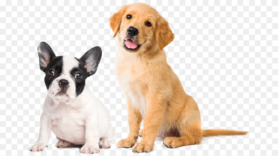 Dogs Golden Retriever Puppy, Animal, Canine, Dog, Mammal Free Png