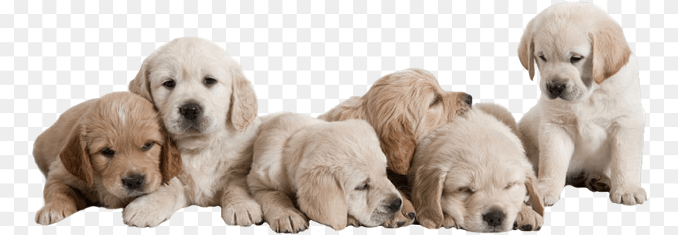Dogs Health, Animal, Canine, Dog, Mammal Free Transparent Png