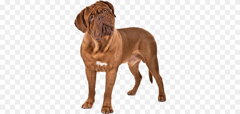 Dogs Image Download Neapolitan Mastiff, Animal, Boxer, Bulldog, Canine Free Transparent Png