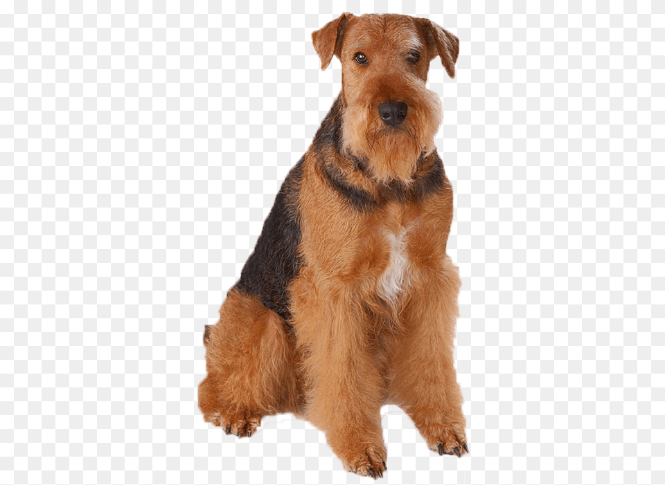 Dogs File Nice Small Dogs, Animal, Canine, Dog, Mammal Png Image