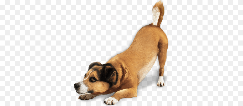 Dogs Without Background Dog, Animal, Canine, Hound, Mammal Png Image