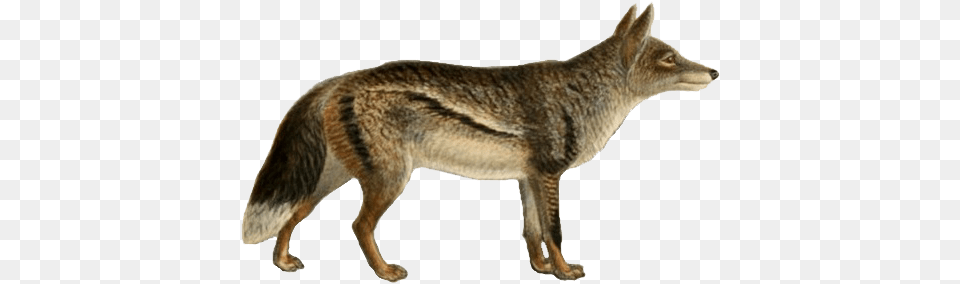 Dogs Jackals Wolves And Foxes Jackal, Animal, Coyote, Mammal, Kangaroo Free Transparent Png