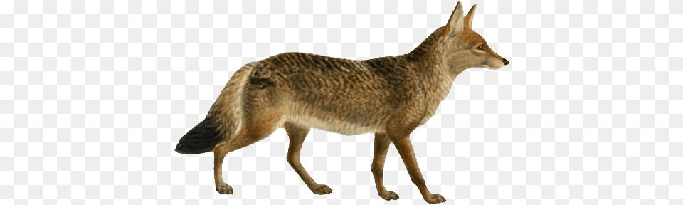 Dogs Jackals Wolves And Foxes Jackal, Animal, Coyote, Mammal, Kangaroo Free Transparent Png