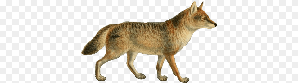 Dogs Jackals Wolves And Foxes Jackal, Animal, Coyote, Mammal, Kangaroo Free Png
