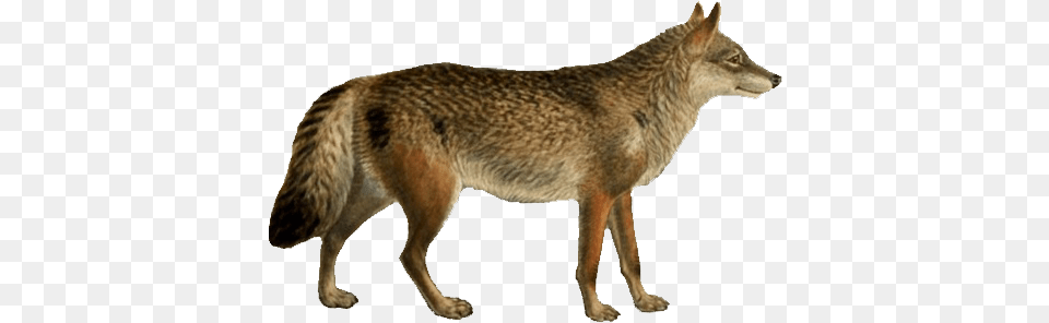 Dogs Jackals Wolves And Foxes Simple Phylogenetic Tree Dogs, Animal, Coyote, Mammal, Kangaroo Png Image