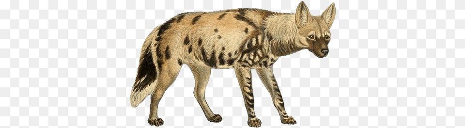 Dogs Jackals Wolves And Foxes Spotted Hyena Background, Animal, Cheetah, Mammal, Wildlife Free Png Download