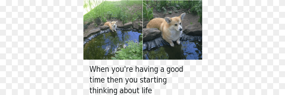 Dogs Life And Shit You Are Having A Good Time But Start Thinking About, Animal, Water, Pond, Outdoors Free Transparent Png