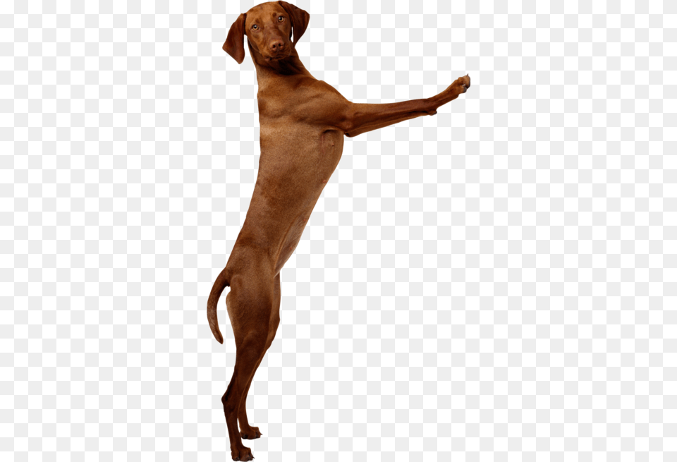 Dogs Of All Breeds Jump Up To Greet Each Other Dog Standing Up Transparent, Animal, Canine, Mammal, Pet Free Png Download