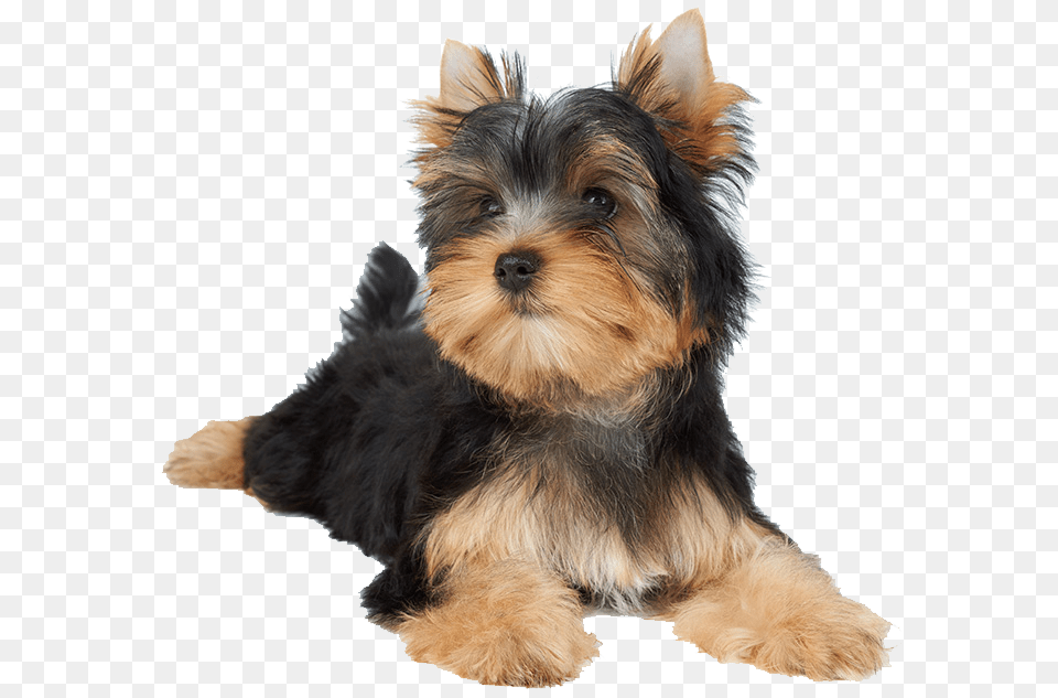 Dogs Photo Dog Laying, Animal, Canine, Mammal, Pet Free Png