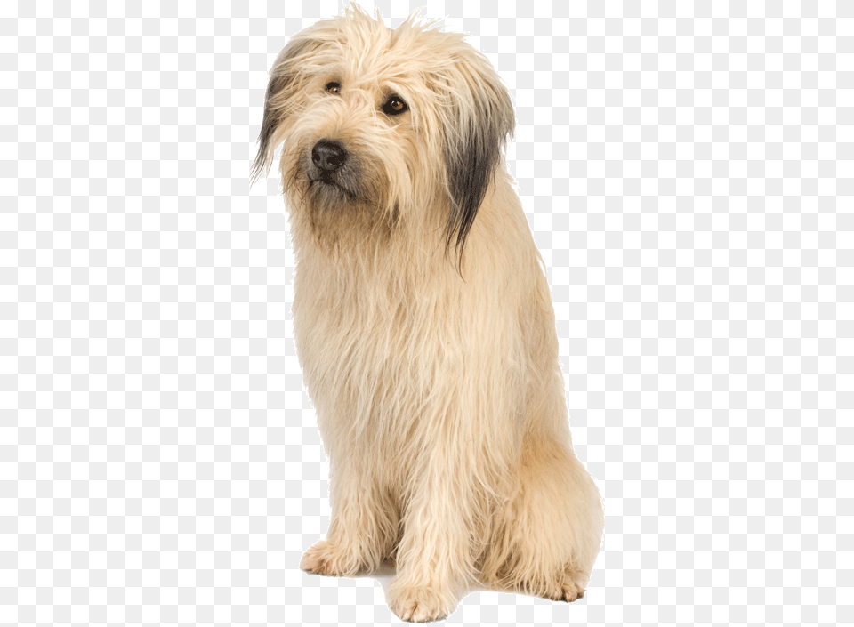 Dogs Picture Dogs For Picsart, Animal, Canine, Dog, Mammal Free Png