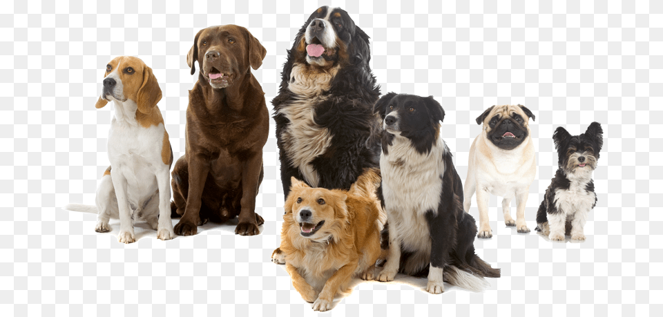 Dogs Playing, Animal, Canine, Dog, Mammal Png