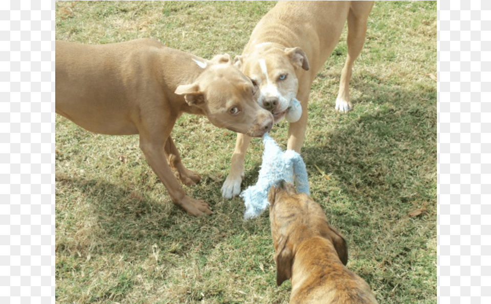 Dogs Playing Companion Dog, Plant, Grass, Animal, Pet Png