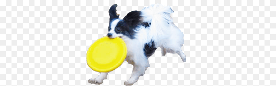 Dogs Playing Dog Play Frisbee, Toy, Animal, Canine, Cocker Spaniel Free Png Download