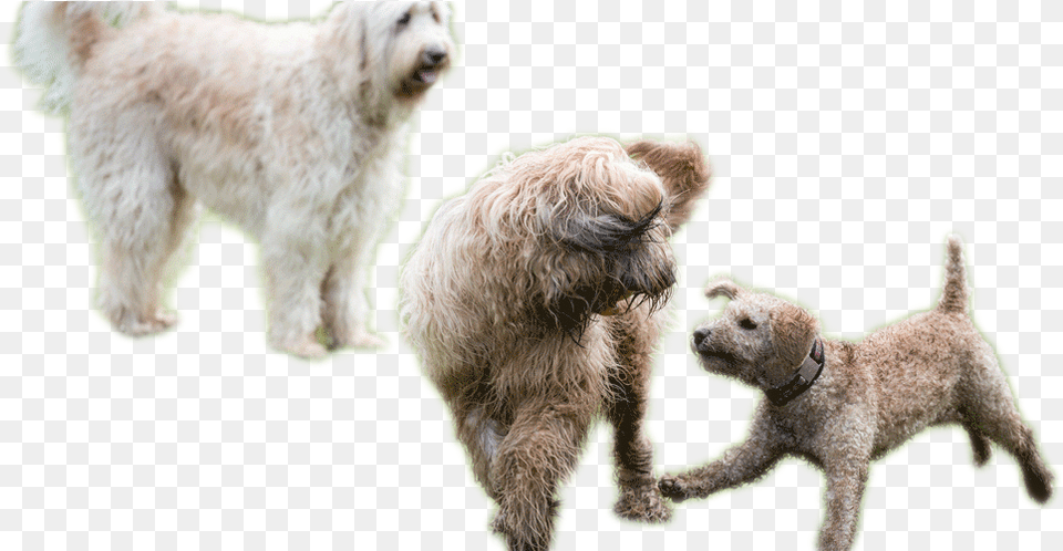 Dogs Playing Dogs Playing, Animal, Canine, Dog, Mammal Free Transparent Png